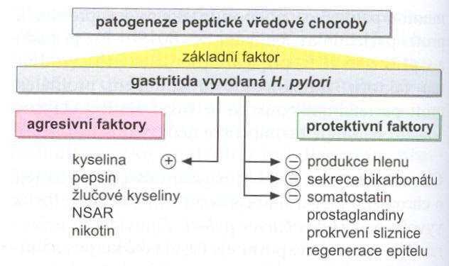 Agresivní a protektivní faktory v