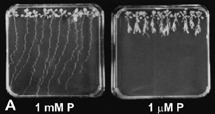 Arabidopsis