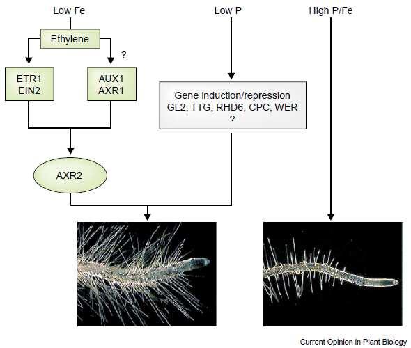 Arabidopsis