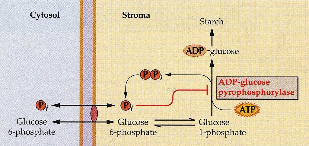 Výskyt P v rostlině (kompartmentace): - homeostáza cytoplasmatické koncentrace anorganického P - distribuce mezi jednotlivými kompartmenty (cytoplasma, vakuola, jádro, apoplast) - pufrační funkce