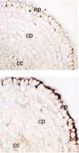 AtPT1 a AtPT2 (Arabidopsis) nebo