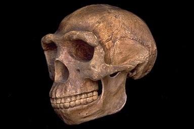 Homo erectus typické rysy: