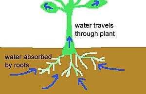 Transpirace pohání transport látek z kořene do nadzemních orgánů, bez transpirace by nemohla být dopravena ani voda ani minerální živiny z kořene vzhůru. Krom toho transpirace ochlazuje povrch listu.
