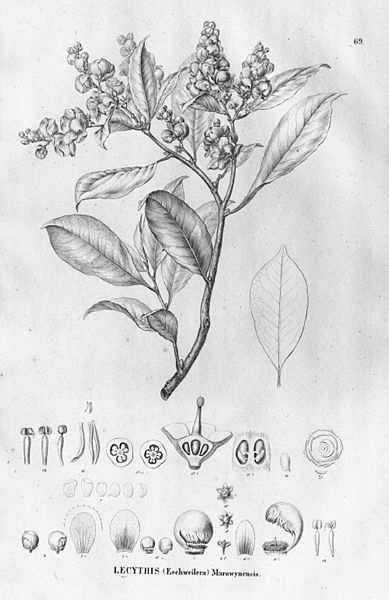 buckleyi), C Heliconia collinsiana, * označuje vosky kolem průduchu, D Lecythis chartacea, E Williamodendron, F zimolez tatarský