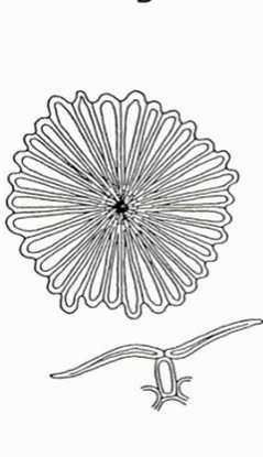 úzkolisté (Elaeagnus angustifolia)