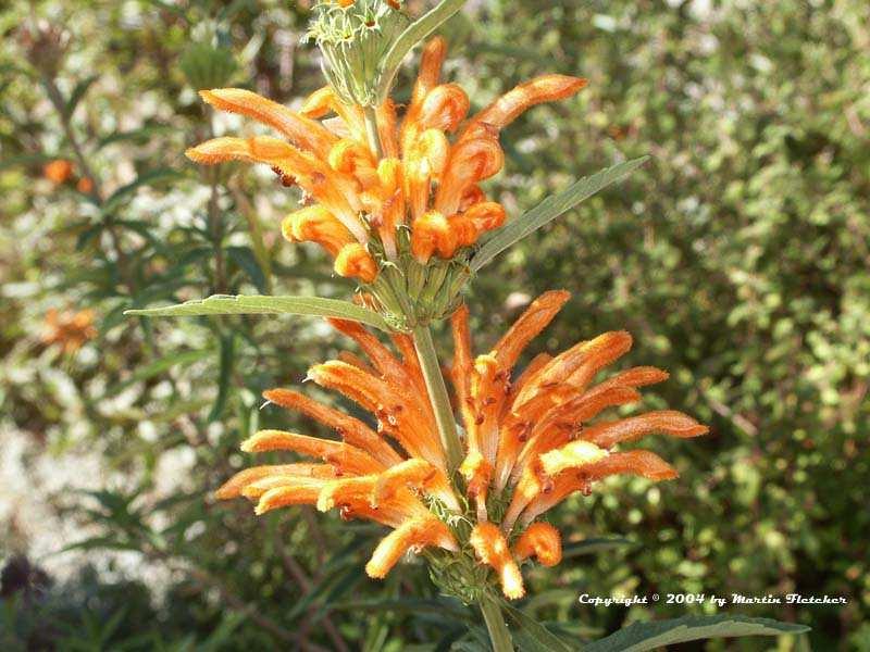 Žláznatý trichom z Leonotis leonurus (Lamiaceae) A tvořící se trichom, B dospělý trichom se sekretem pod kutikulou, pohled z boku, C pohled shora na mladý a dospělý trichom se sekretem