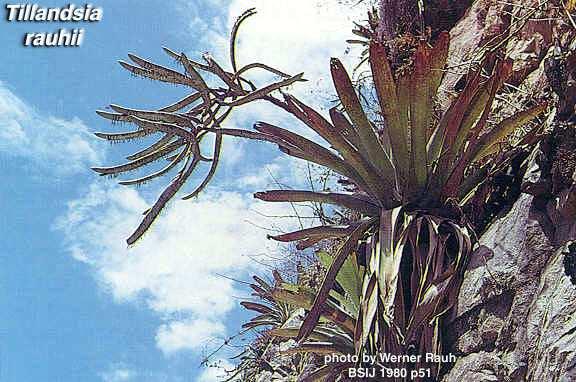 Bromeliaceae Nahoře