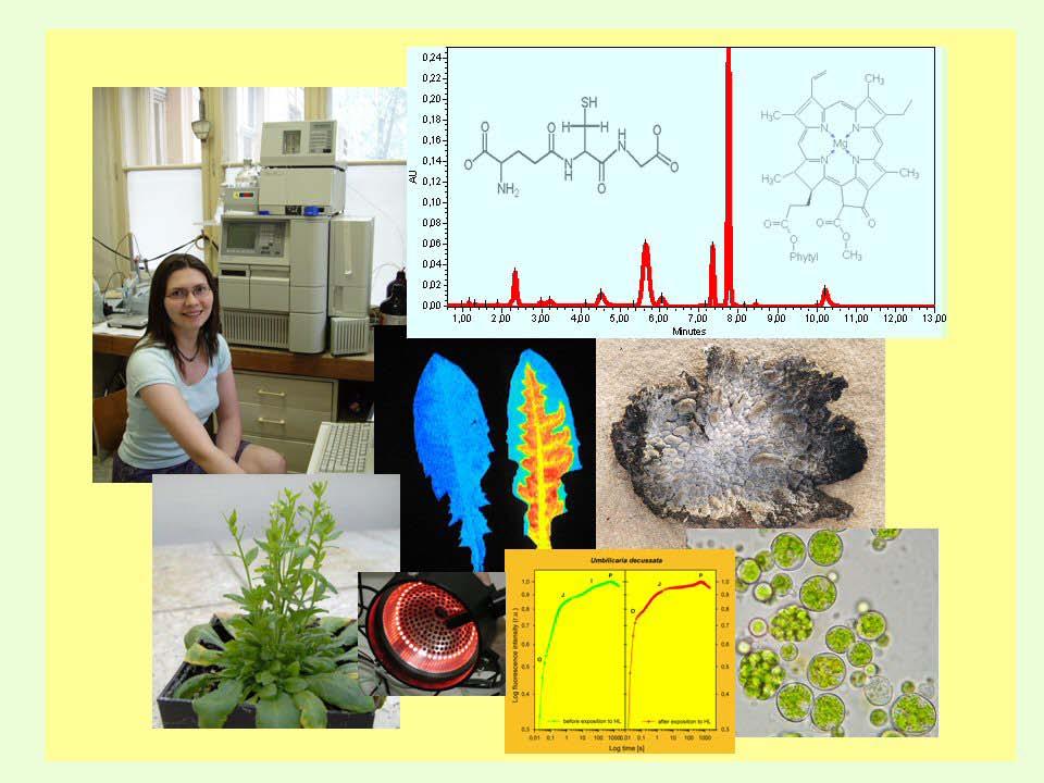 Výuka a výzkum v oblasti fotosyntetických procesů za