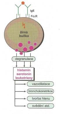 Uvolněný histamin působí na hladkou svalovinu cév, což má za následek dilataci cév a zvýšení jejich permeability. Tento mechanismus se projeví vazoaktivními (vodová sekrece, tvorba hlenu atd.