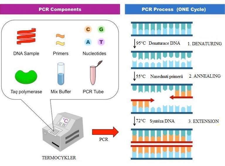 5.1.3 Syntéza DNA Při této fázi teplota závisí na použité DNA polymeráze, nejběžněji se používá Taq polymeráza s optimální aktivitou při teplotě 72 80 C.
