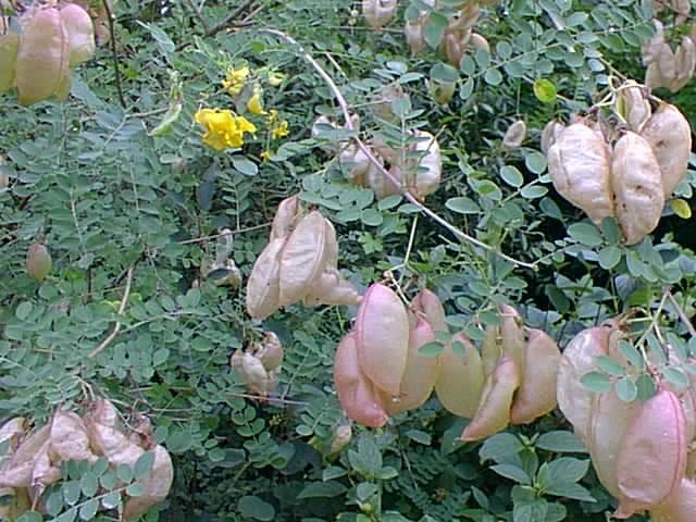 Stepní běžci celé rostliny nebo jejich části se odlamují a kutálejí za pomoci větru kulovitý nebo deštníkovitý tvar plody se odlamují při nárazech na zem Crambe