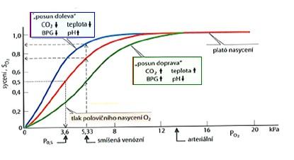 Graf č. 1: Disociační křivka hemoglobinu pro O 2 (Silbernagl a Despopoulos, 2004). Graf č. 2: Vliv nadmořské výšky na koncentraci BPG a hodnotu P 50 (Suchý a kol., 2014).