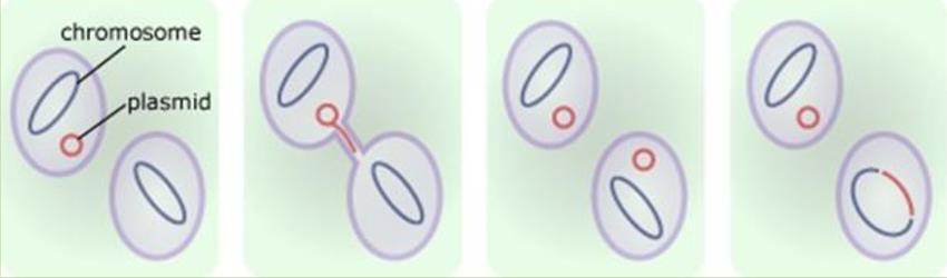 plazmidy, ) mobilní genetické elementy - oproti chromozomu menší