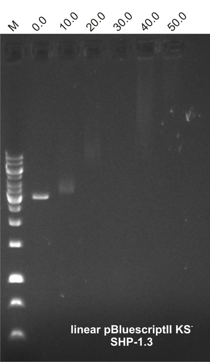 0. Mobilita cirkulární a linearizované plasmidové DNA (pbluescriptii KS-) za zvyšujících se