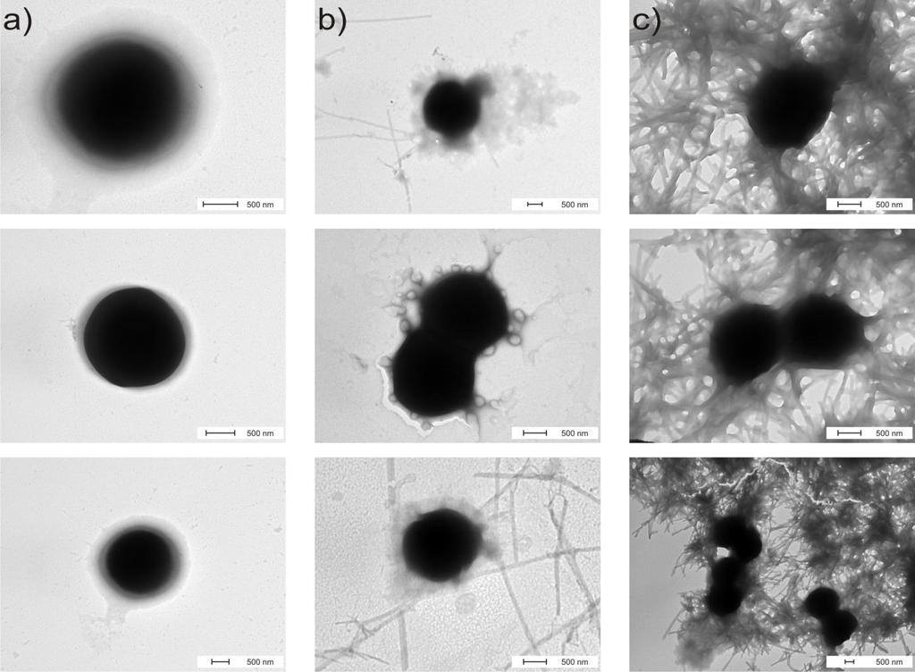 Vizualizace efektu SHP-2.3 na buňky S. aureus po 4 h inkubace. a: bez SHP-2.3; b: SHP-2.3 80 µg/ml, MHB; c: SHP-2.