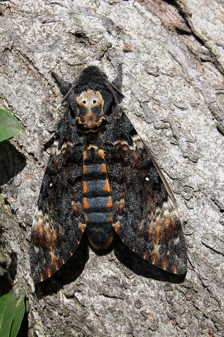 Lišaj smrtihlav (Acherontia atropos) je tropickým druhem,