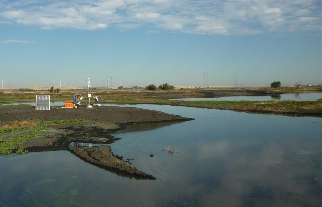 v mokřadech krátce po obnově (na snímku obnovený mokřad v deltě řek Sacramento a