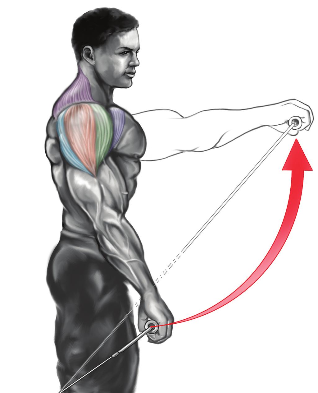 Předpažení s kladkou PŘEDNÍ HLAVA DELTOVÉHO SVALU sval trapézový (musculus trapezius) zadní hlava deltového svalu (musculus deltoideus posterior) střední hlava deltového svalu (musculus deltoideus