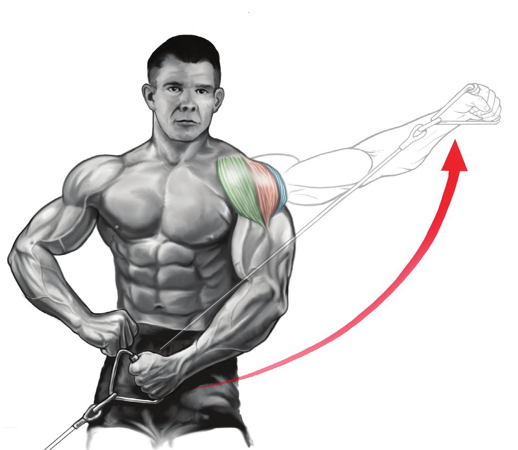 STŘEDNÍ HLAVA DELTOVÉHO SVALU Upažení s kladkou přední hlava deltového svalu (musculus deltoideus anterior) střední hlava deltového svalu (musculus deltoideus lateralis) zadní hlava deltového svalu