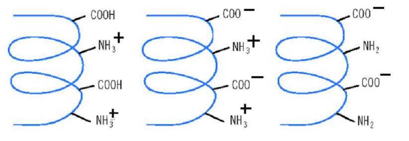 Izoelektrický bod bílkovin Celkový náboj proteinu (net charge) je součtem všech jeho negativních i pozitivních nábojů.