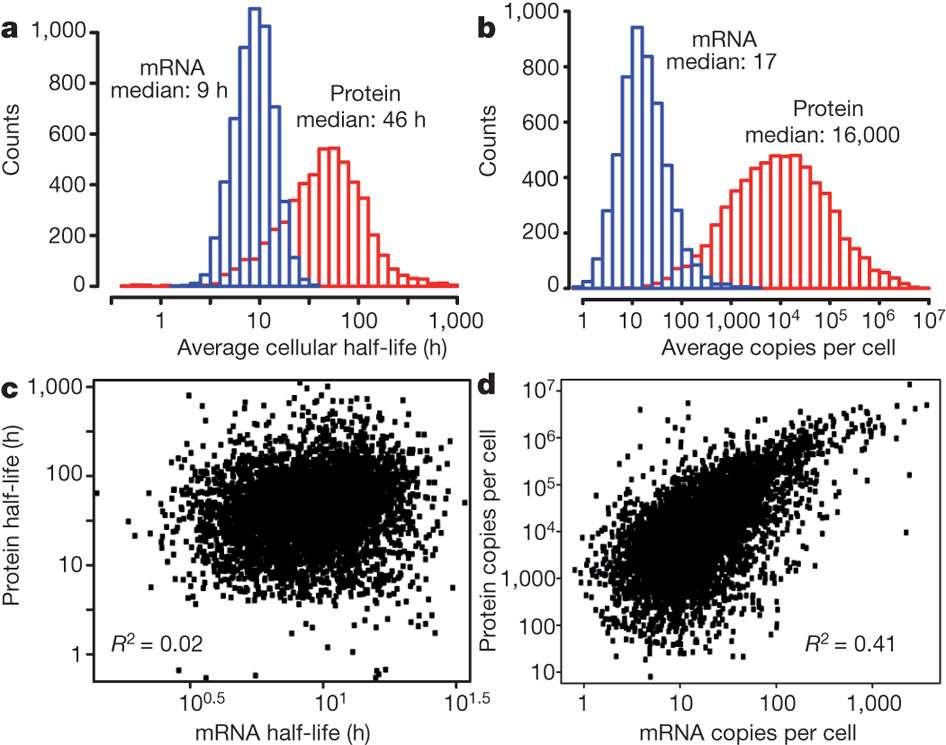 Stabilita mrna a stabilita proteinu Schwanhäusser B, et al.