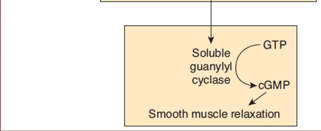 endothelial-derived relaxing factor (EDRF)