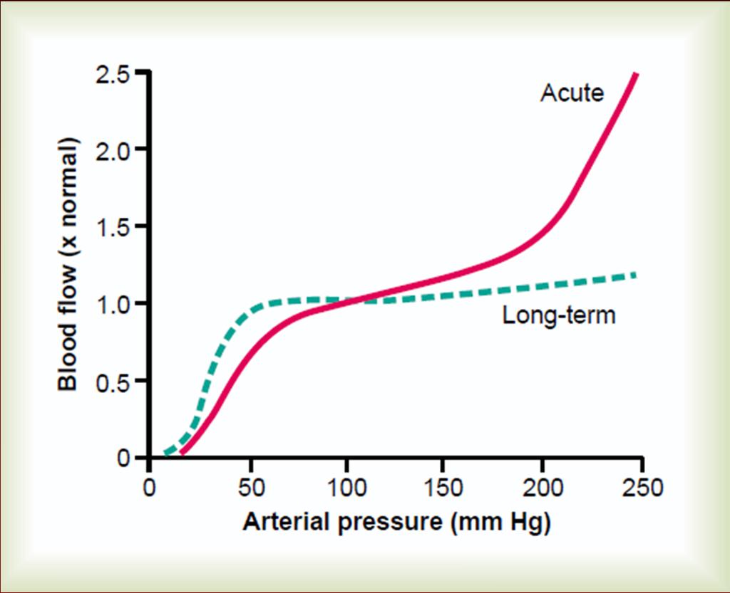 Regulace krevního průtoku - místní Chronická regulace Guyton and Hall.