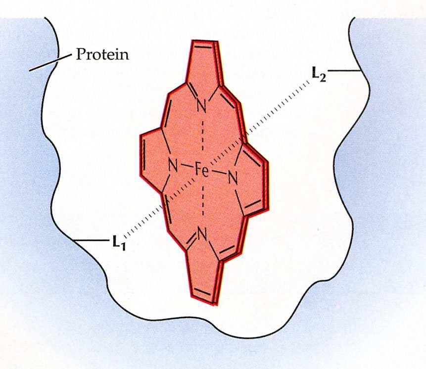 1. hemové proteiny cytochromy