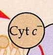 cytochromy v mitochondiích přenos