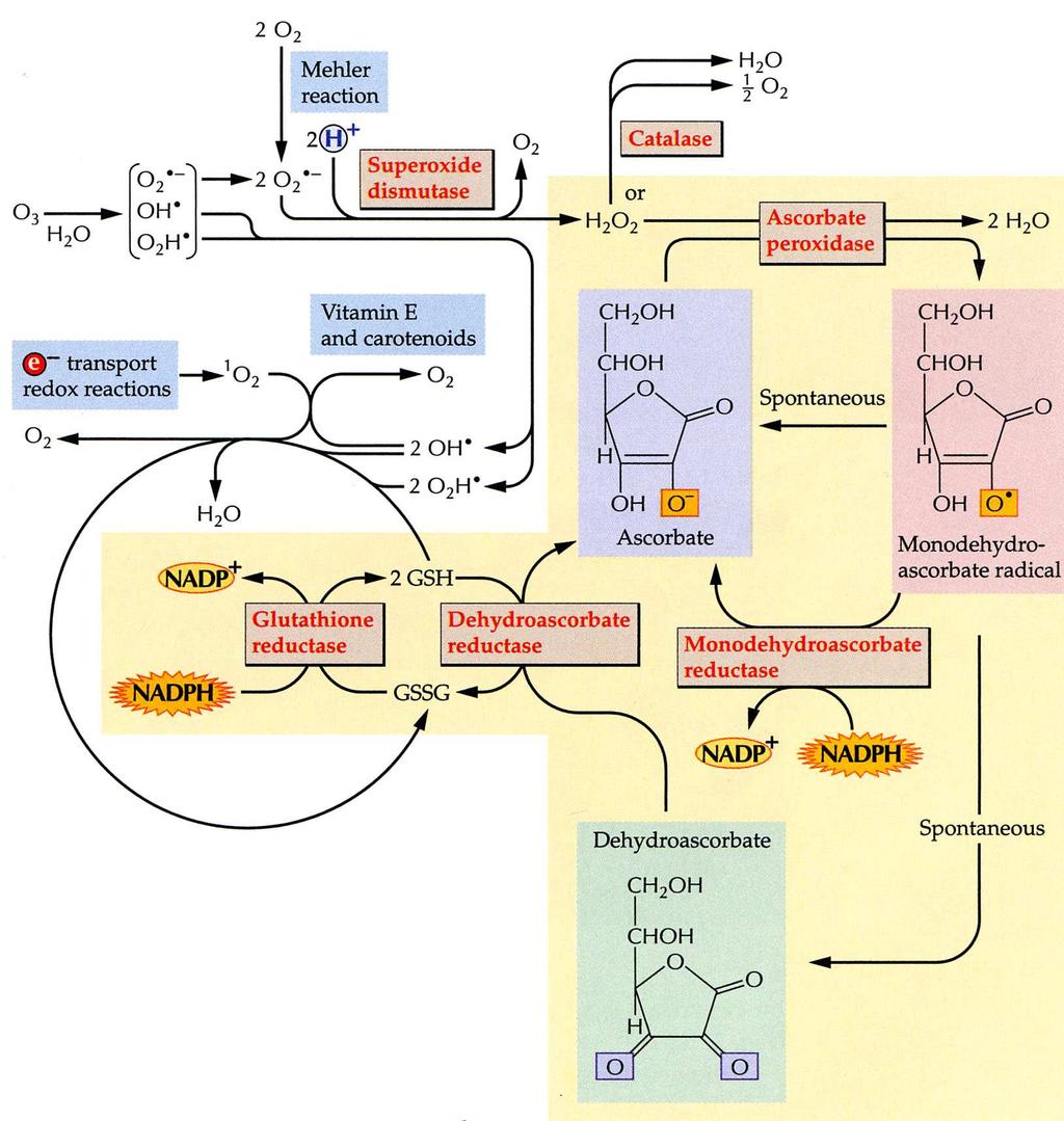 1. hemové proteiny peroxidáza - ochrana proti