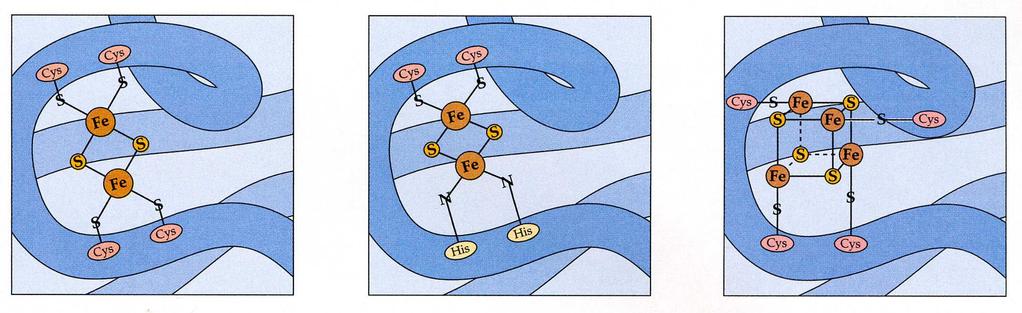 2. Fe-S proteiny 2Fe-2S klastry 4Fe-4S klastry