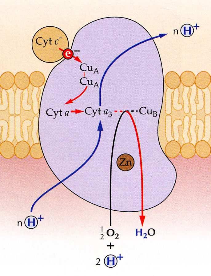 Proteiny obsahující měď: cytochromoxidáza