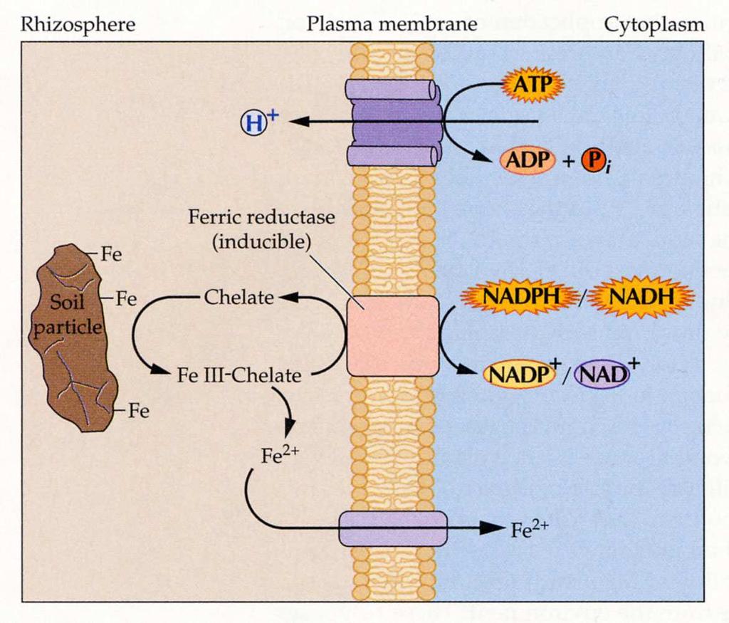 1. redukce Fe 3+ chelátů v rhizosféře a příjem Fe 2+ - typické pro dvouděložné rostliny a