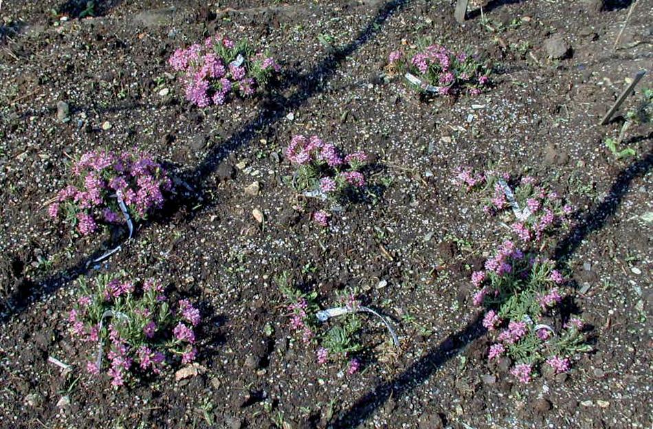 Po 3 týdnech v agroperlitu se rostliny přesazují do sadbovačů Quick Pot T 60 (rozměr 350 mm 215 mm 200 mm, 15 buněk) s nesterilním pěstebním substrátem ze směsi zeminy (Zahradnický substrát, a. s., Soběslav), rašeliny (Rašelina, a.