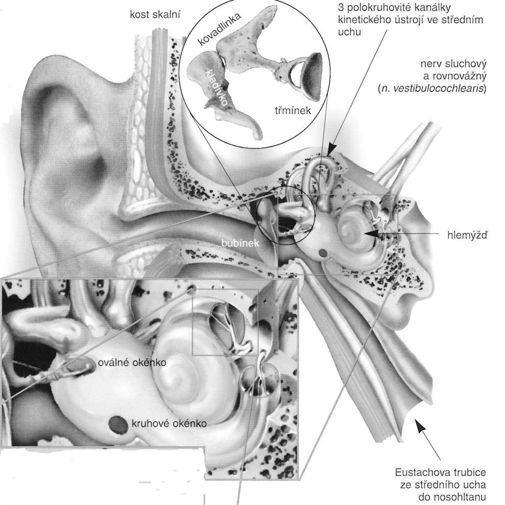 Zvukové vlny zachyceny zevním uchem- rozkmitají bubínek rozkmitá se kladívko kovadlinka třmínek ( oválné okénko ) mezi středním a vnitřním uchem- kmity