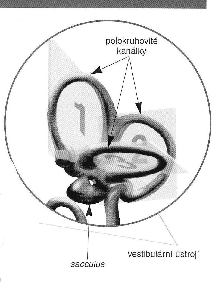 Čidlo rovnováhy Informace o změně polohy nebo pohybu hlavystatokinetické čidlo ve vestibulárním ústrojí vnitřního ucha Čidlo polohy : blanité váčky ( endolymfa, nerostné