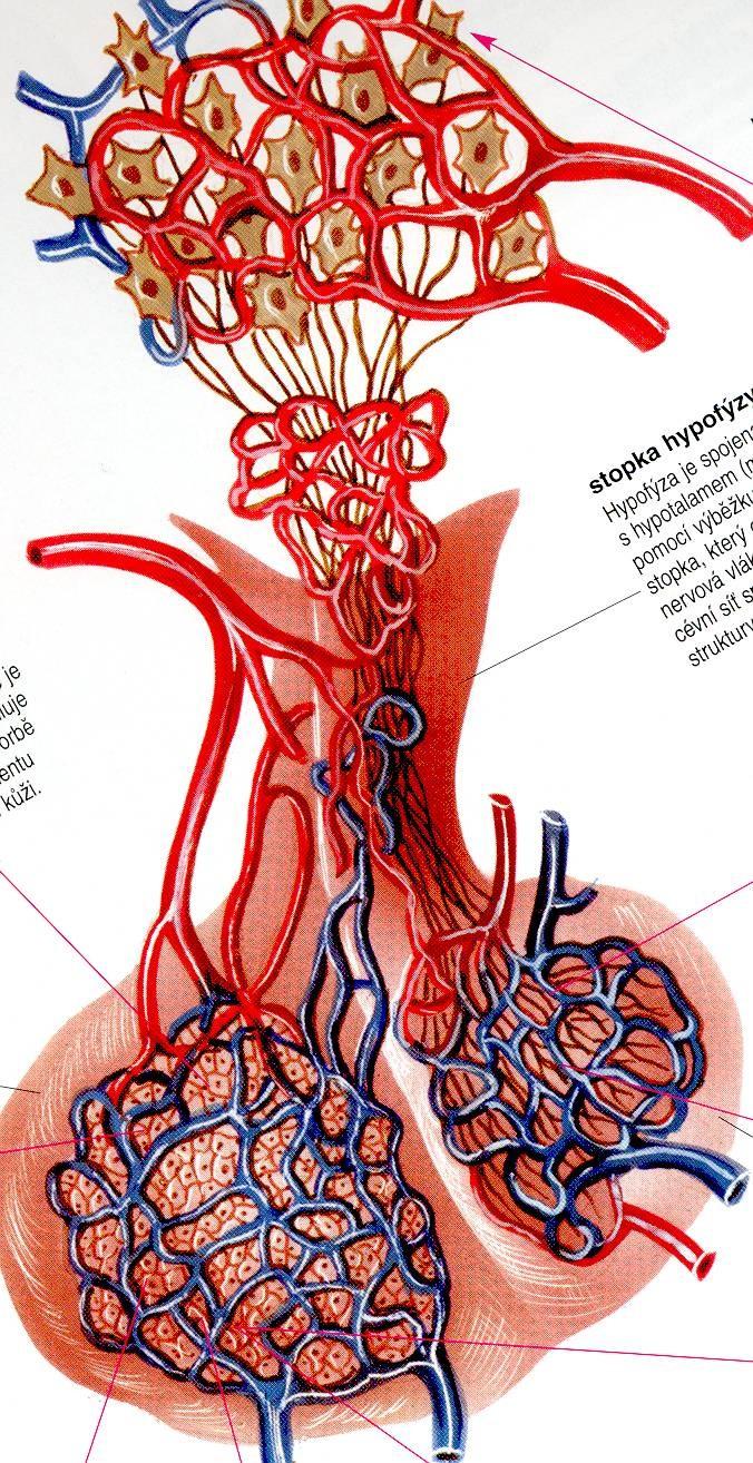 Hypotalamus Hypotalamus -ovlivňuje hypofýzu a