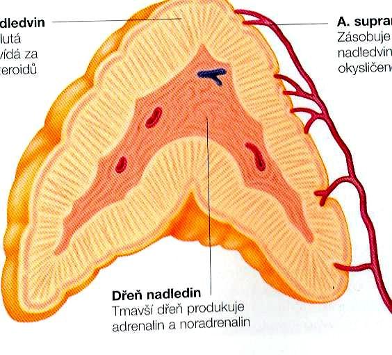 NADLEDVINY K,P A Kůra -produkuje hormony: 1.kortikoidy (gluko+mineralokortikoidy) 2.