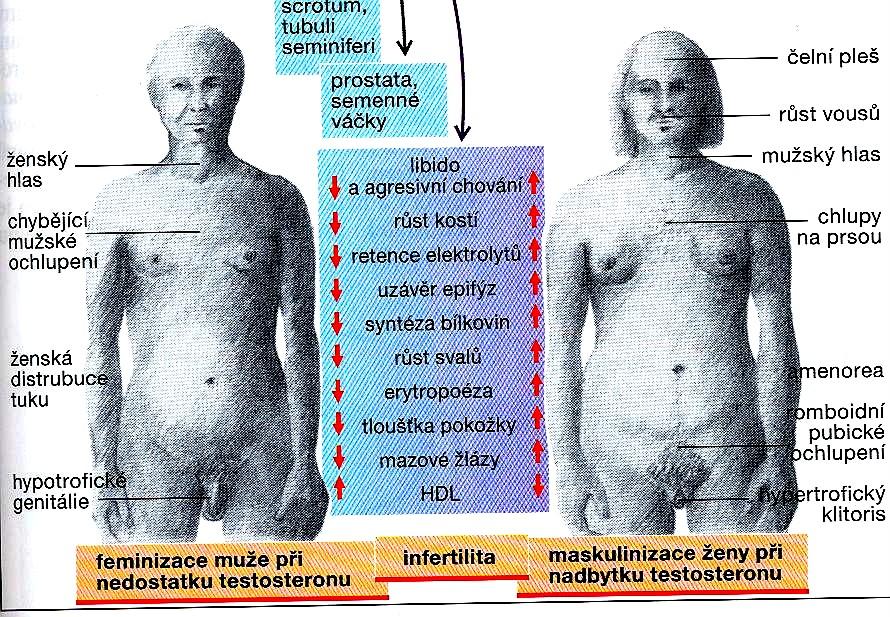 Testosteron (zevní pohlavní znaky-vzhled, ochlupení, tukové rozložení,