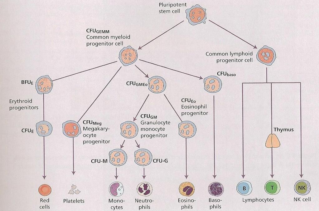 CFU GEMM- colony forming unit granulocyte, erythroid, monocyte a