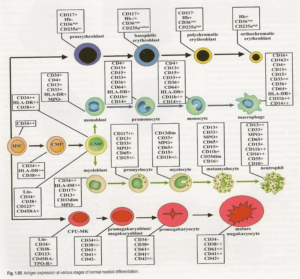 HSC- hemopoetic stem cells CMP- common myeloid