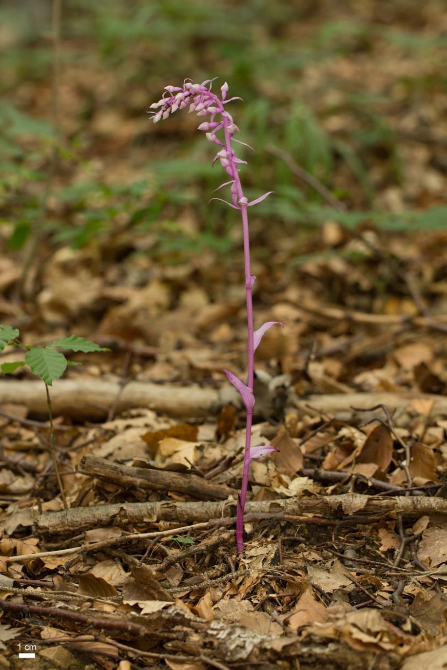 purpurata f.