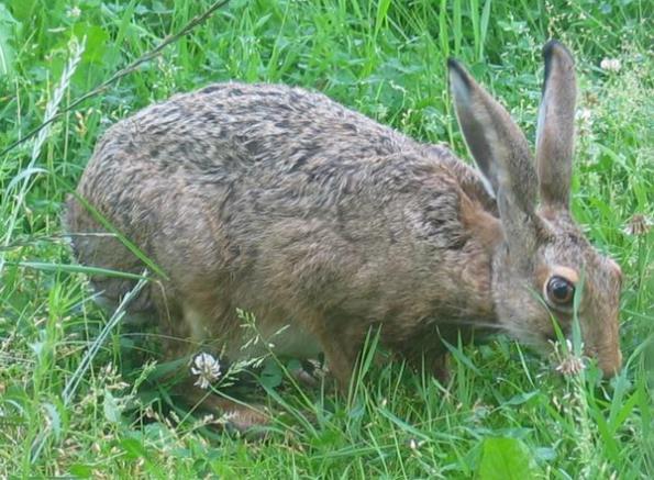 Je především na uvážení a svědomí jednotlivých uživatelů posoudit, zda je v dané honitbě z mysliveckého pohledu žádoucí zajíce vůbec lovit, či zda neponechat