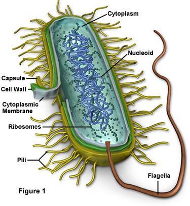 Plastidy - (cytoplazma) Prokaryota