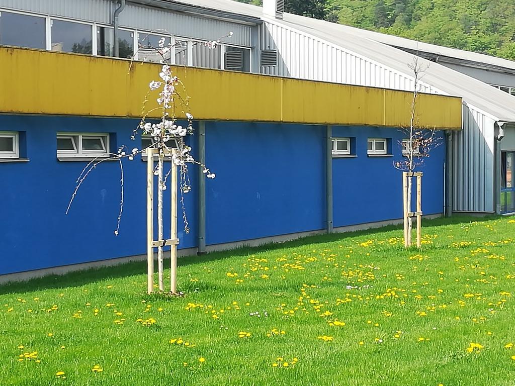 nově osazené stromy Městská tržnice Čtvrteční trhy v Boskovicích byly provozovány na ulici Bezručova. Průběžně dochází k poklesu zájmu o trhy mezi prodávajícími i kupujícími.