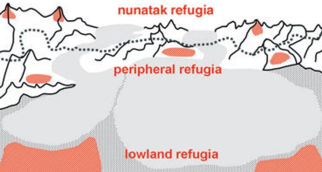Horské systémy a jejich refugia tři typy glaciálních refugií horských systémů: - nunataky