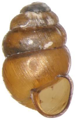 (Dryas octopetala) bříza zakrslá (Betula nana)