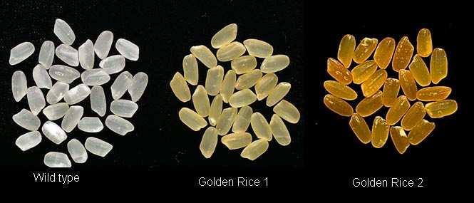 Zlatá rýže Golden rice vitamin A = retinol (v játrech, mléku, vejcích, ) v některých rostlinách prekurzor - ß-karoten v rozvojových zemích je