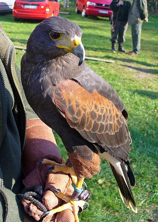 Falconry Falconry is a special way of hunting with the help of birds of prey. The history of falconry in the area of the Czech Republic dates back hundreds of years.