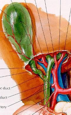 Vesica biliaris / fellea = žlučník popis: fundus, corpus, infundibulum, collum, ductus cysticus (plica spiralis Heisteri) tepny: truncus coeliacus a. hepatica communis a.